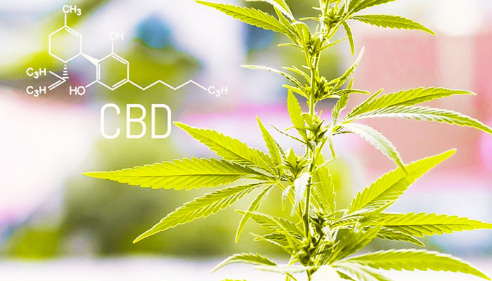 The CBD industry is proliferating nowadays 